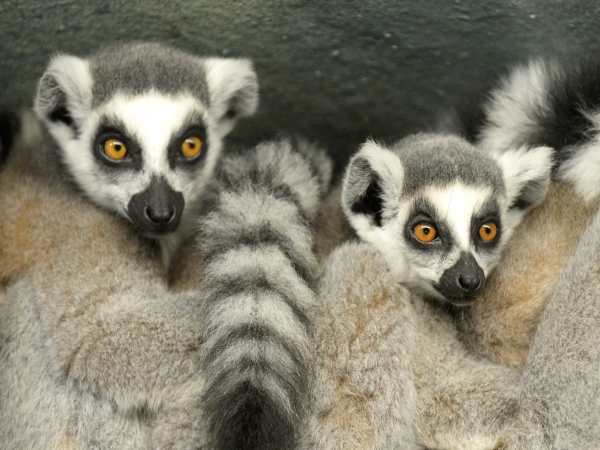 Krst košického lemura