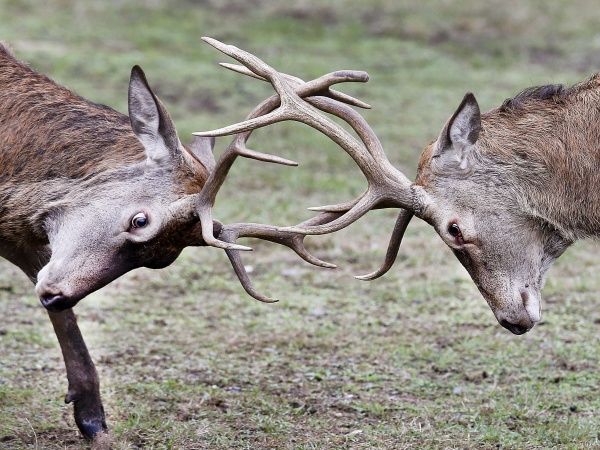 Súboj jeleňov 