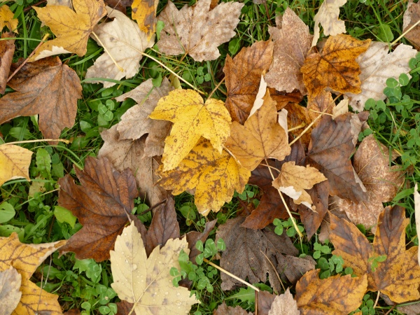 Pestrofarebná jeseň