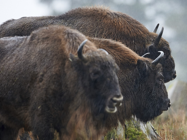 Tajomstvo európsky bizónov