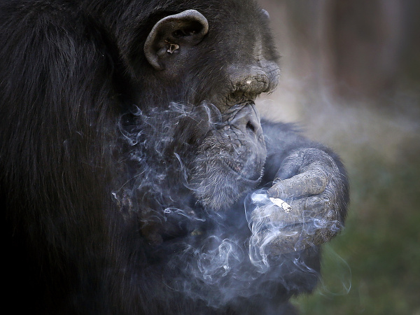 Fajčiaca opica