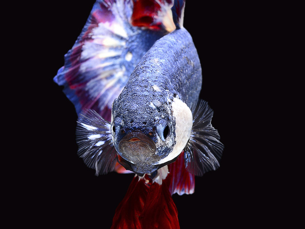 Rybka vo farbách thajskej vlajky