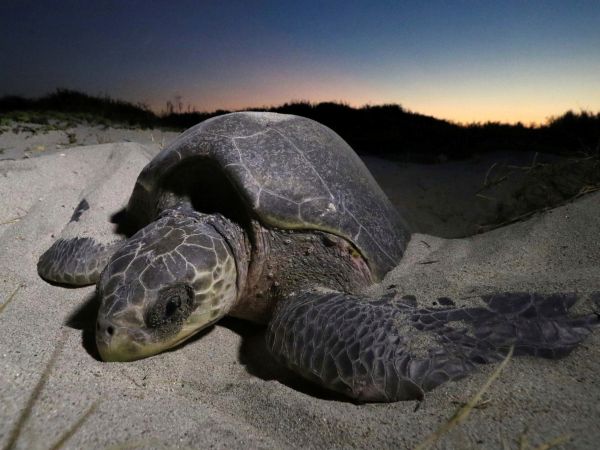 Korytnačka na pláži