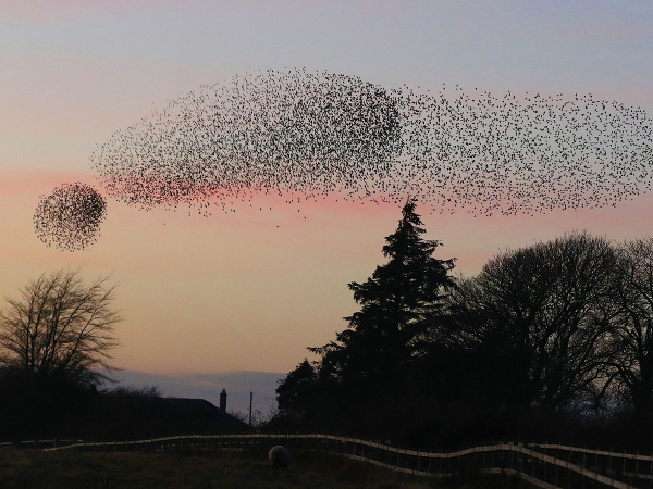 Škorce počas západu slnka
