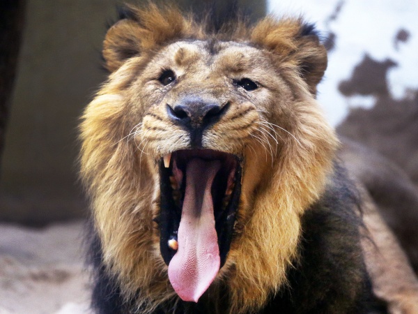 Zívajúci lev
