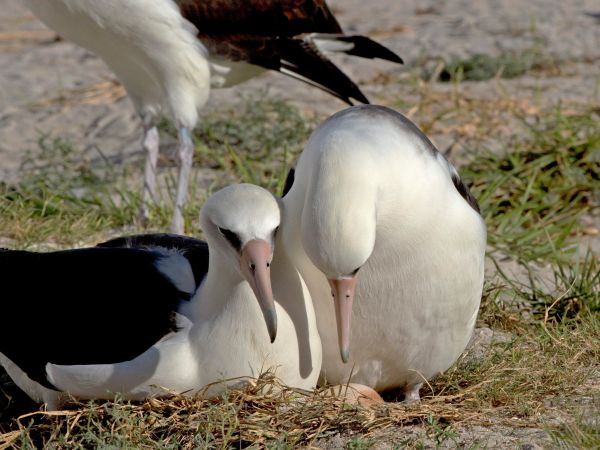 Najstarší morský vták čaká opäť mláďa
