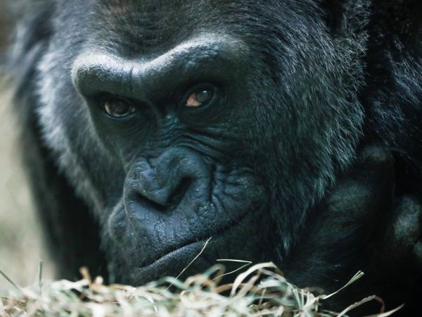 Odpočinok gorily nížinnej