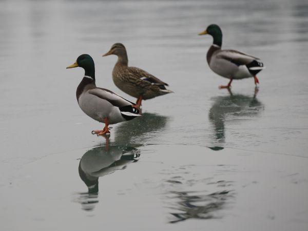 Prechádzka kačiek po ľade