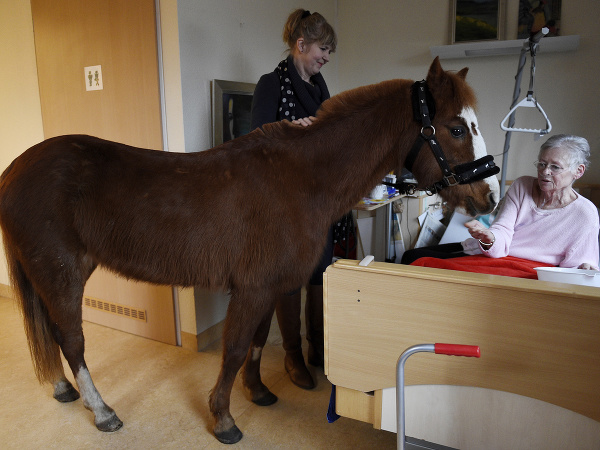 Hinrika Hoegesová so svojím poníkom navštevuje každý deň berlínsku nemocnicu, aby povzbudila umierajúcich pacientov.