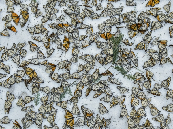 Motýle v snehu