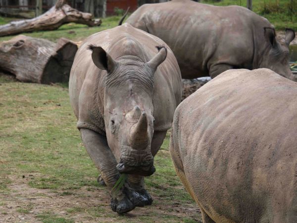 Tragický osud nosorožca