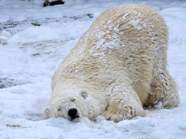 Ľadový medveď si užíva sneh
