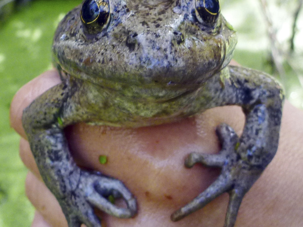 V Kalifornii objavili vzácny druh žaby Rana draytonii.
