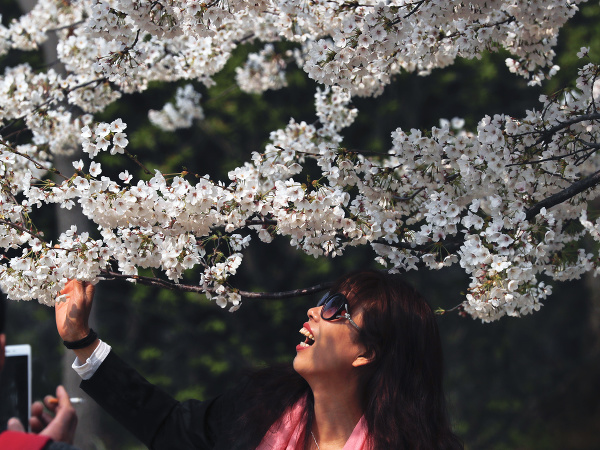 Čerešňové kvety Sakury v Číne