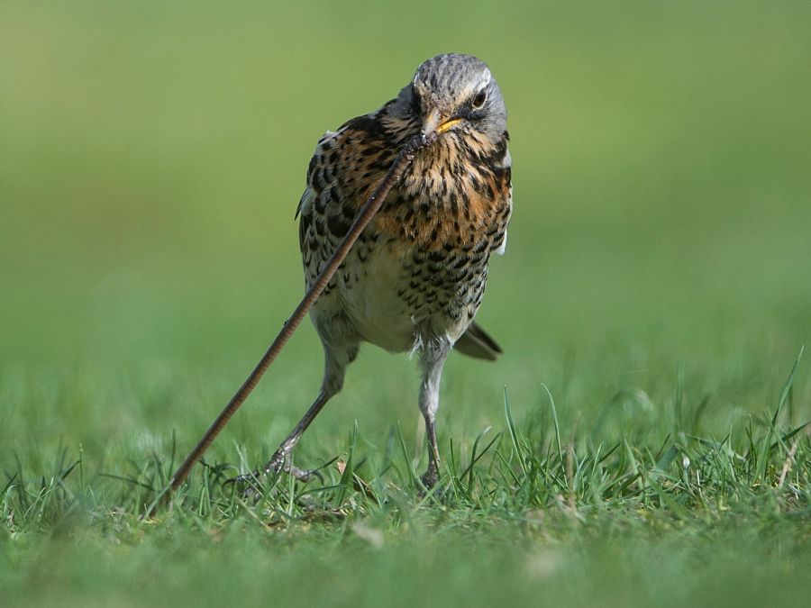 Šikovný drozd čvirikavý