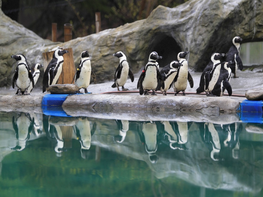 Tučniaci pri jazierku