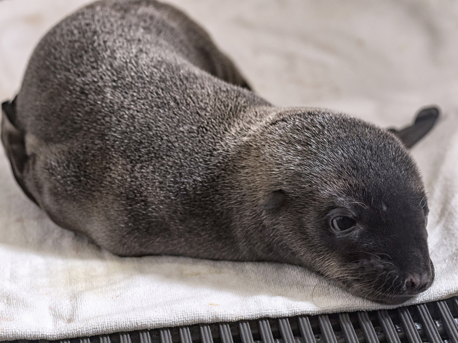 Záchrana mláďatka