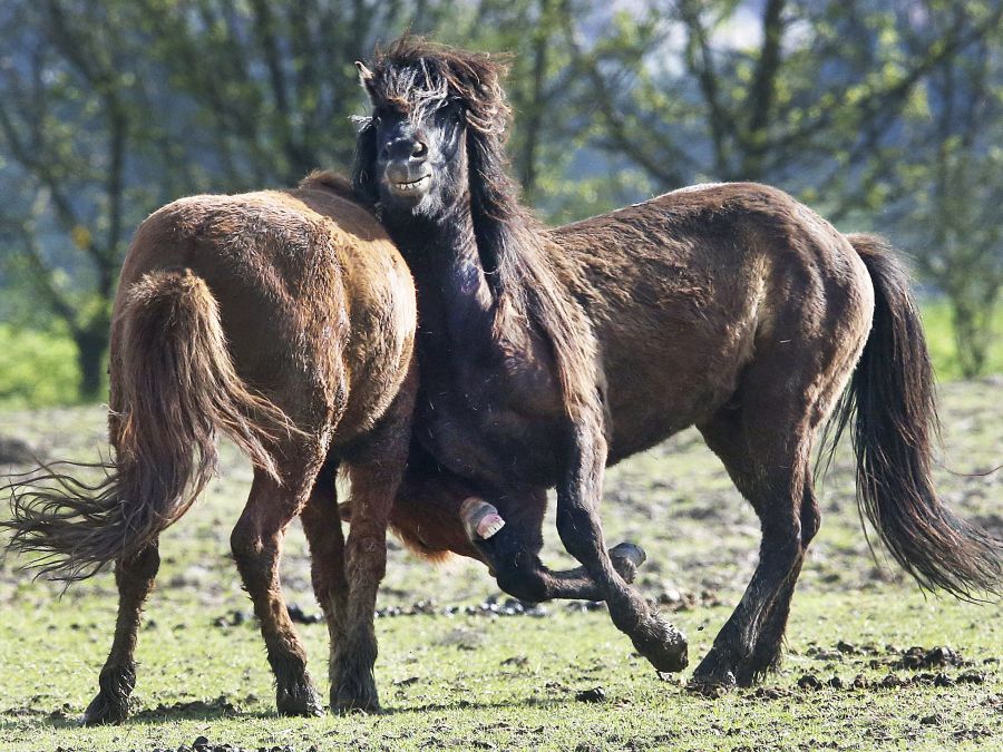 Inslandskí žrebci sa hrajú