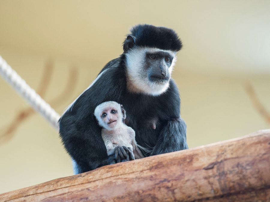 Mláďatko guarézy pláštikovej s matkou
