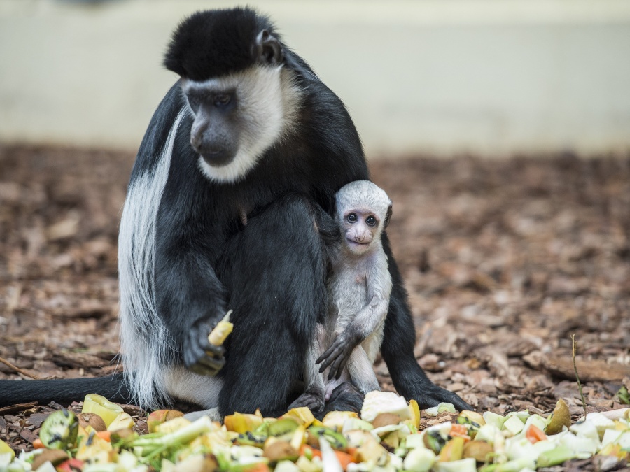 Opica s jej týždňovým mláďatkom
