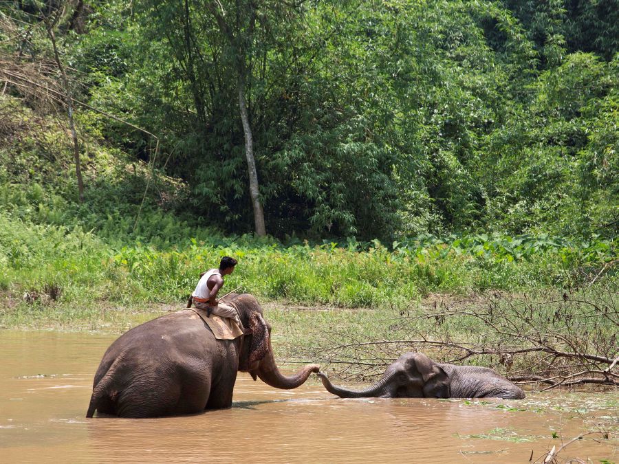 Slon uviazol v močiari