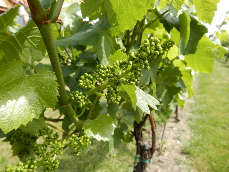 Ukážkový vinohrad