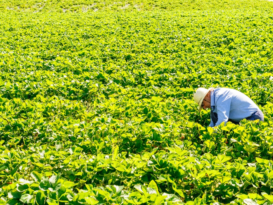 Zber jahôd pri Nitre