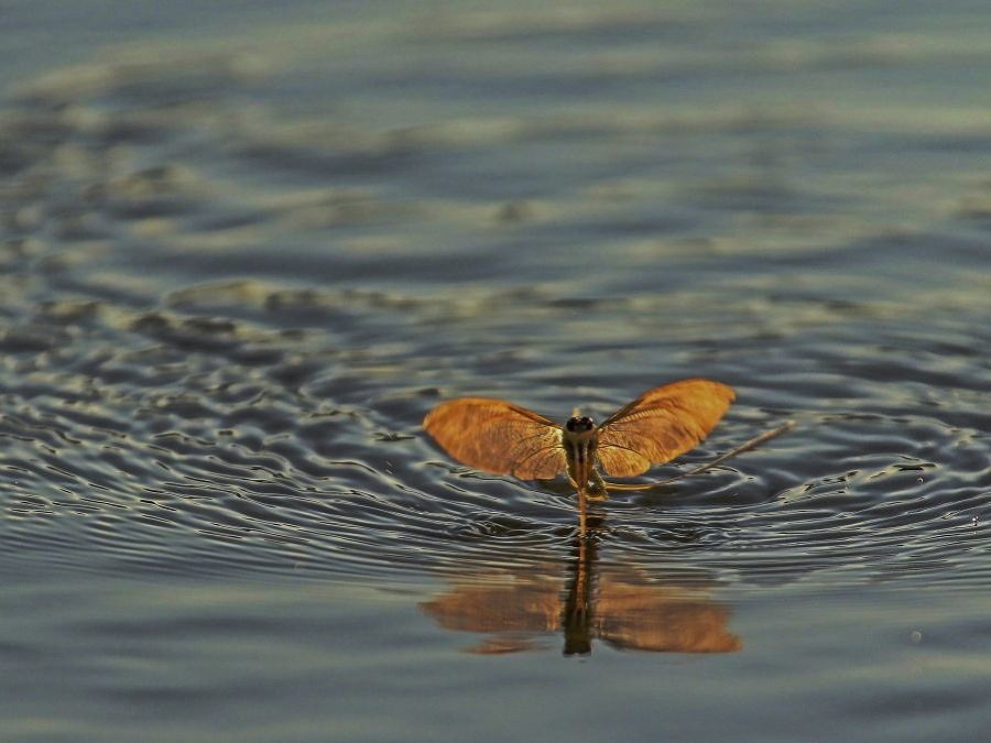 Podenka v rieke Tisza