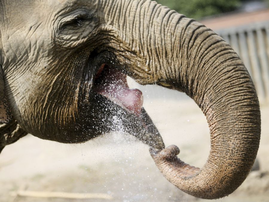 Smädný slon