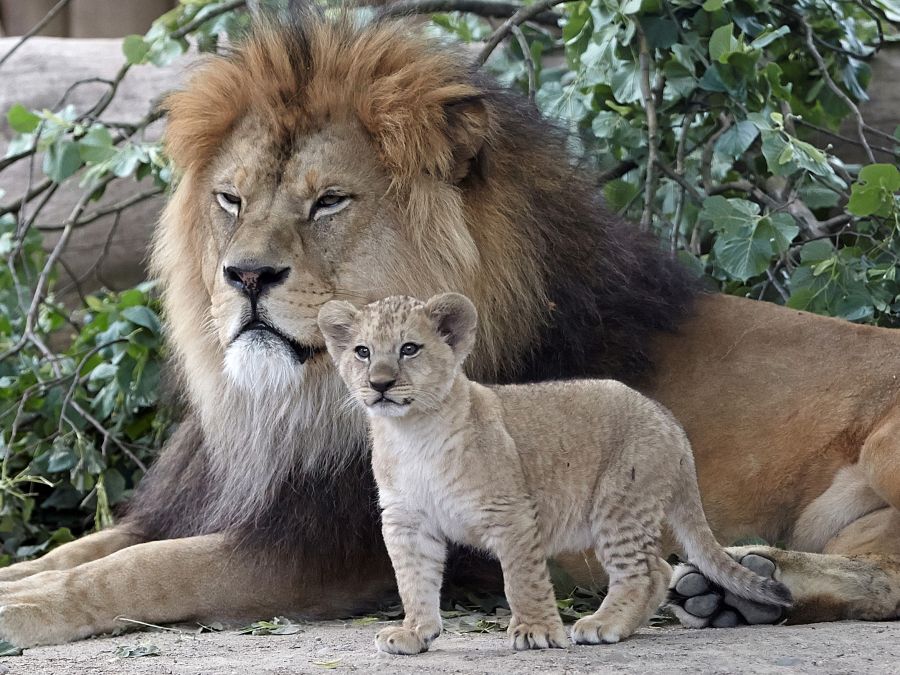 Mláďa leva berberského s otcom