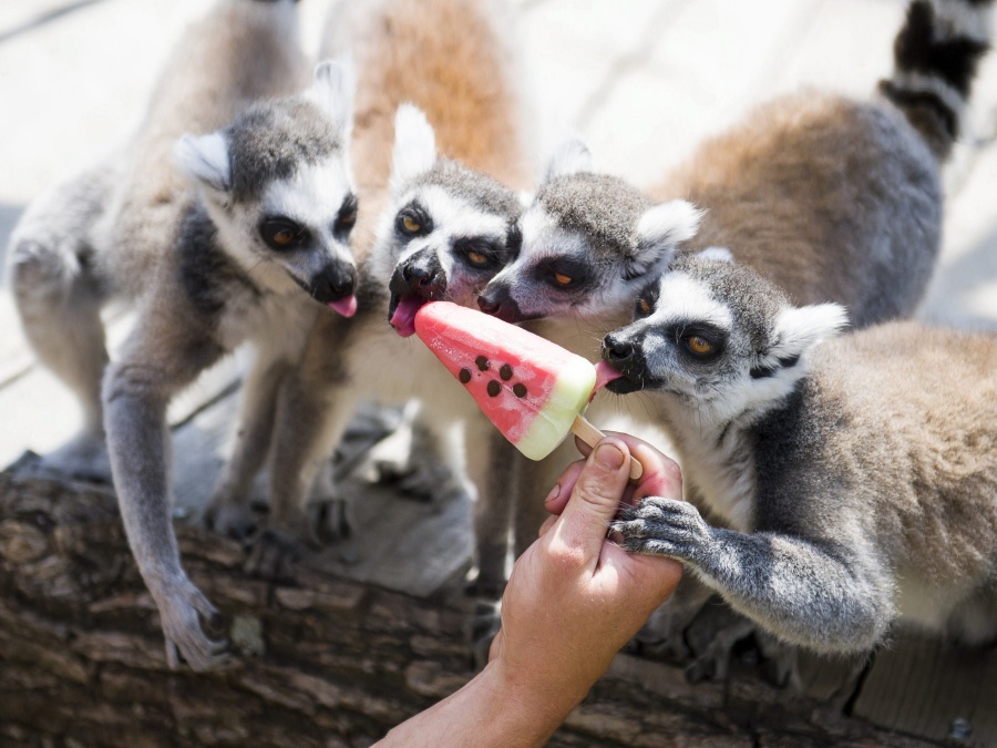Lemury v ZOO