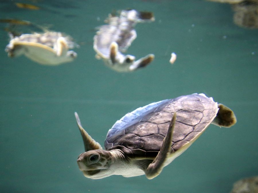 Zachránené korytnačky
