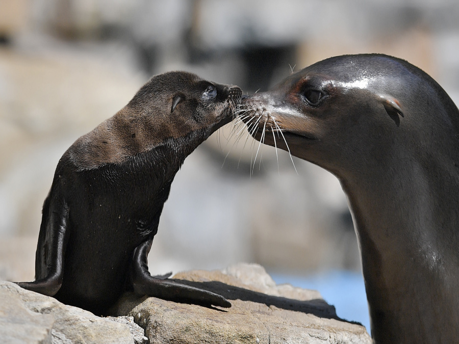 Mláďa uškatca kalifornského s matkou