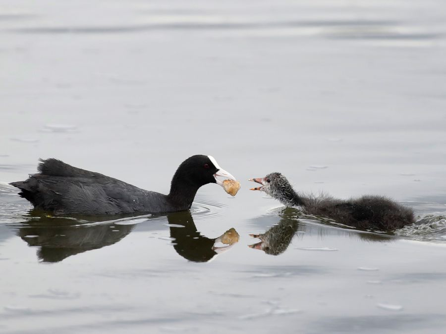 Mama kŕmi svoje mláďa