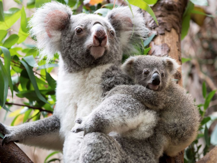 Mláďatko koaly s matkou