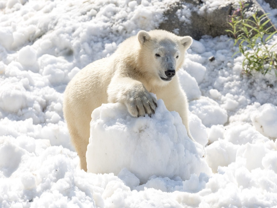 Polárne medvede potrebujú sneh aj v lete