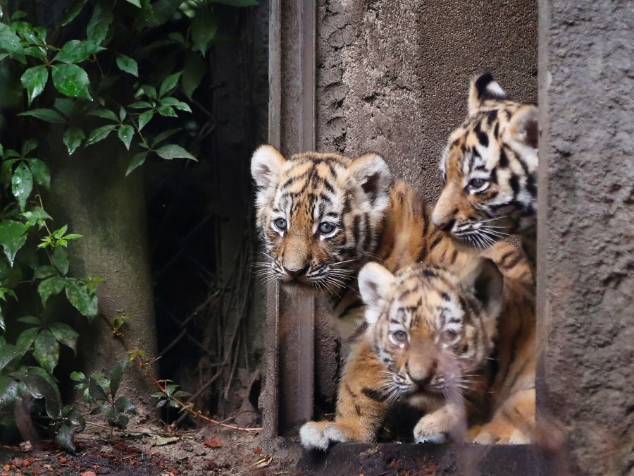 Mláďatá tigra mali premiéru