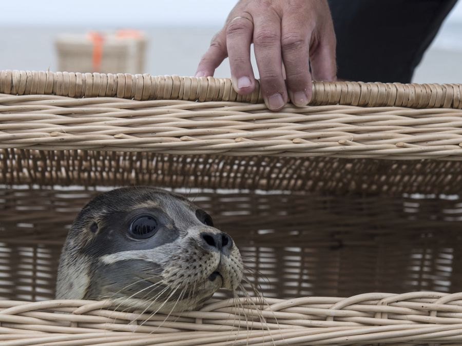 Vypustenie do voľnej prírody