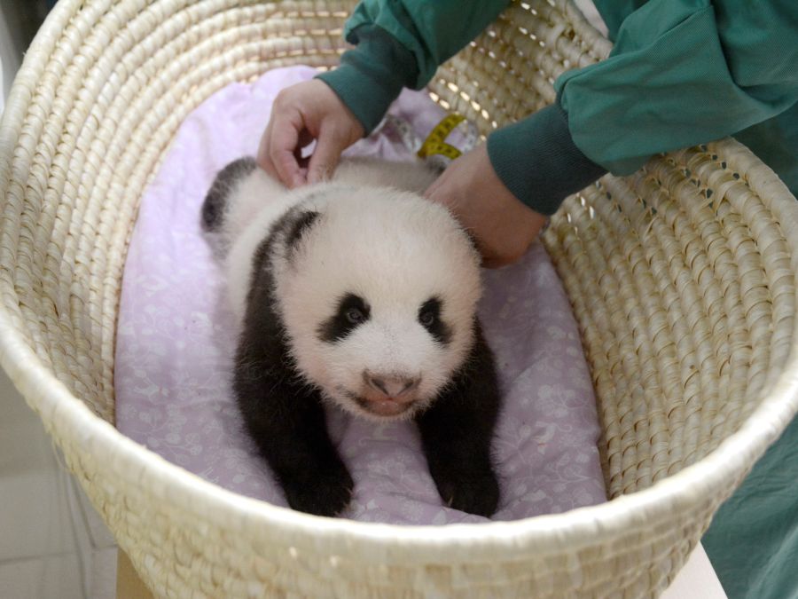Mláďa pandy obrovskej