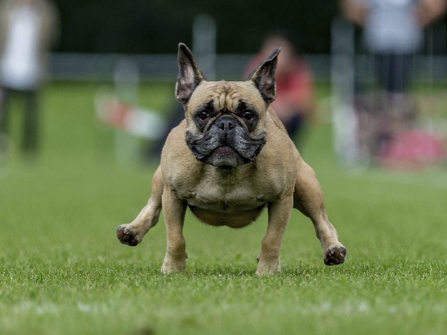 Preteky bulldogov v Nemecku