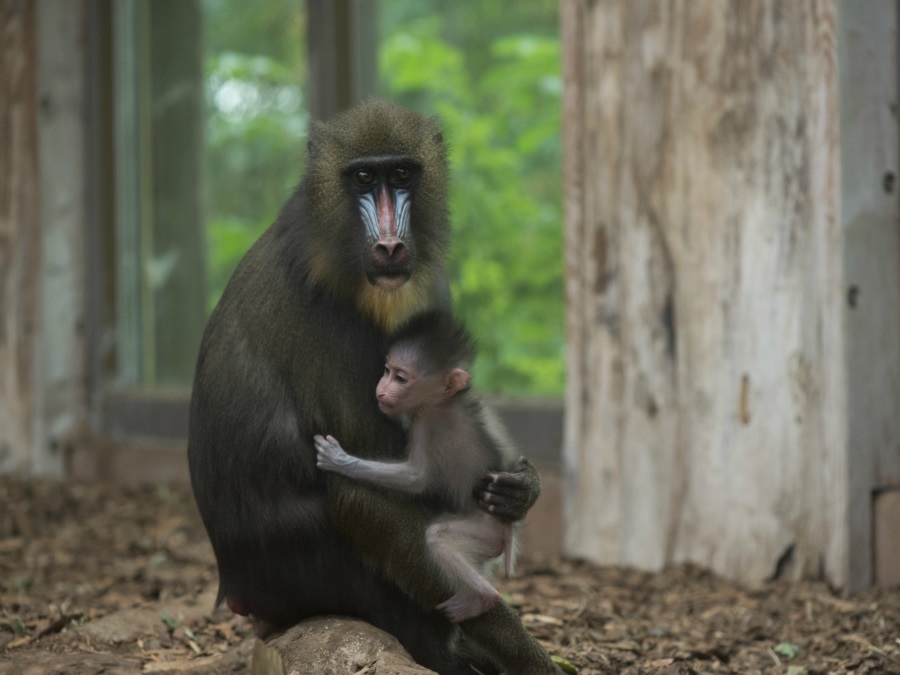 Nový prírastok do rodiny