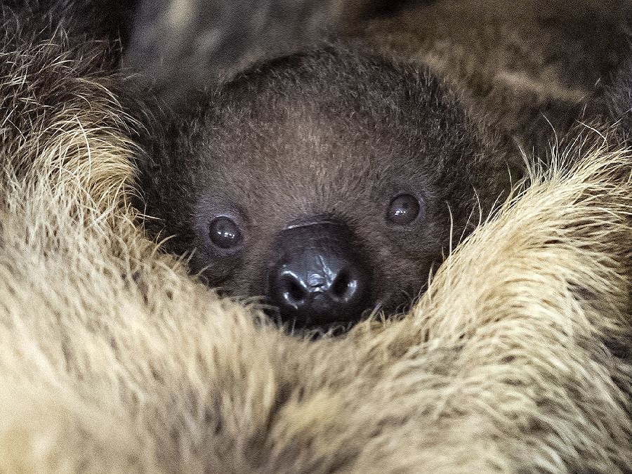 Malý leňoch v nemeckej zoo v Halle