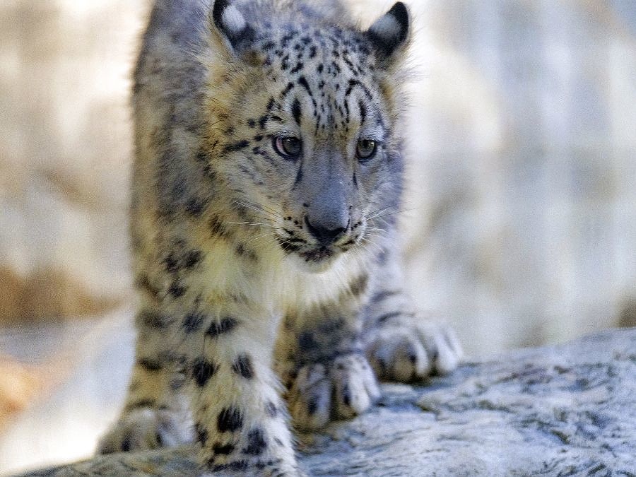 Mláďa Leoparda snežného