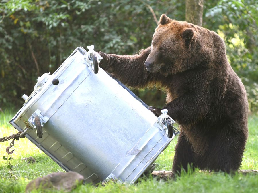Medvedí boj s kontajnerom