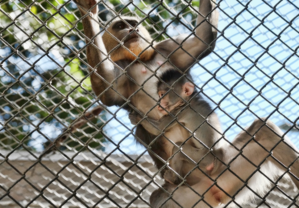 Matka s mláďatkom v ZOO