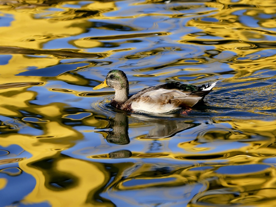 Kačica pláva po hladine rieky Allegheny