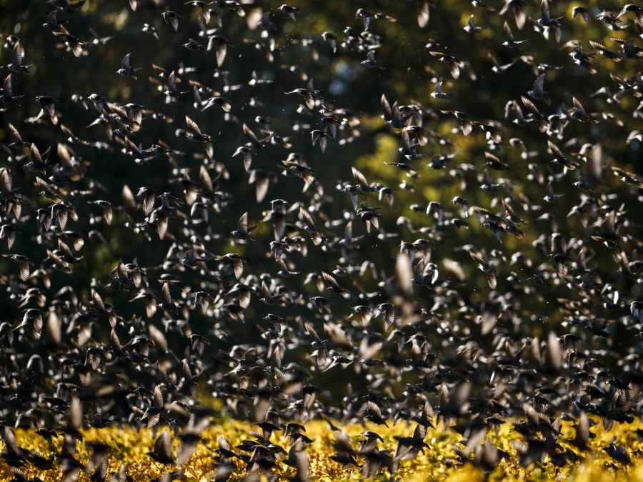 Vtáctvo vo Švajčiarsku