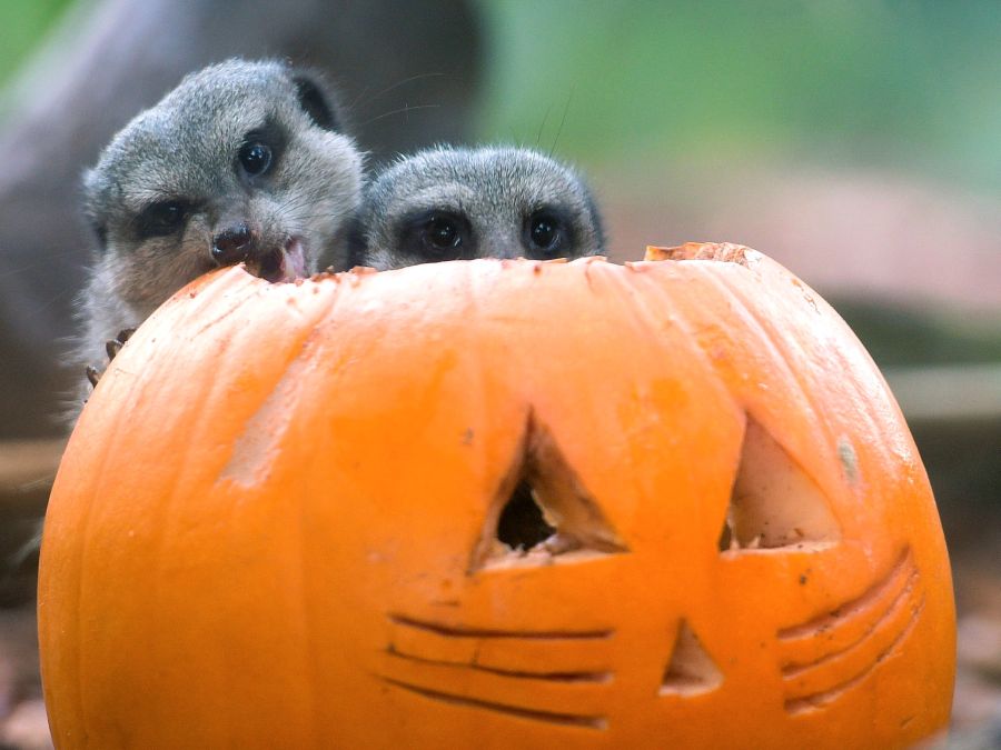 Surikaty sa pripravujú na Halloween