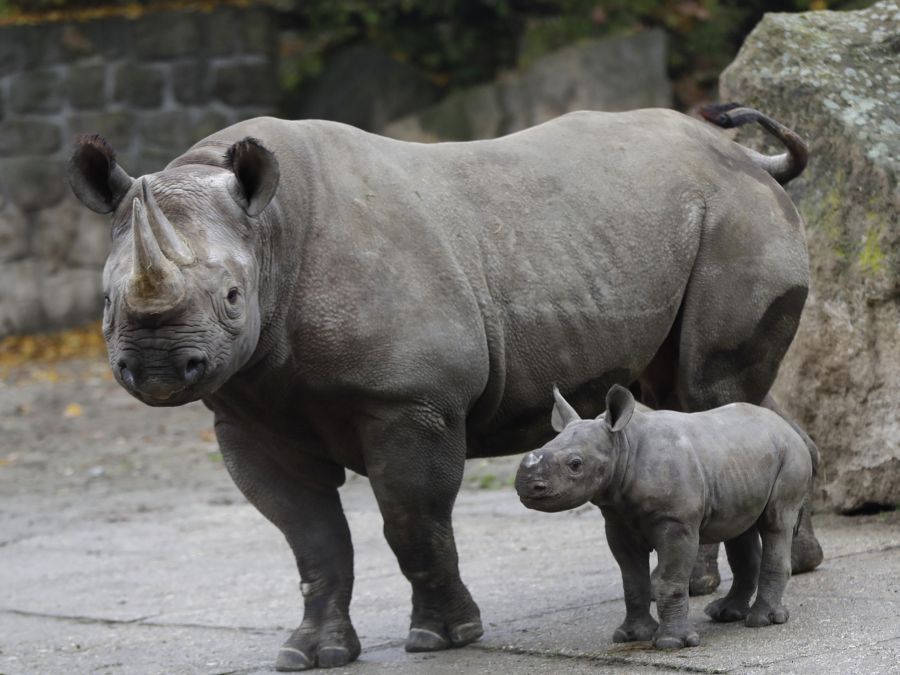 Mláďa nosorožca dvojrohého s matkou