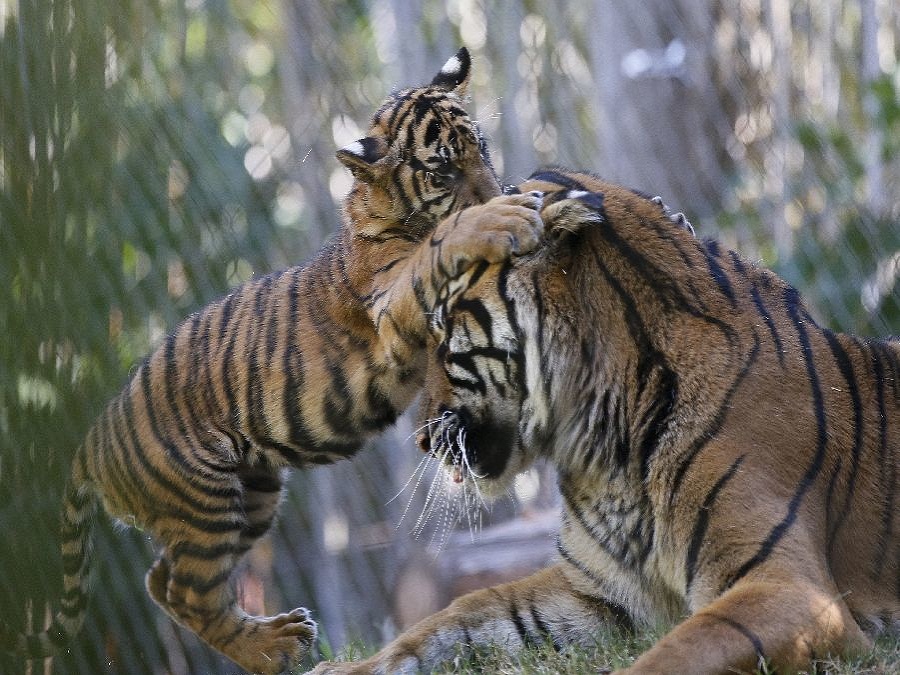 Tiger sumatranský v ZOO